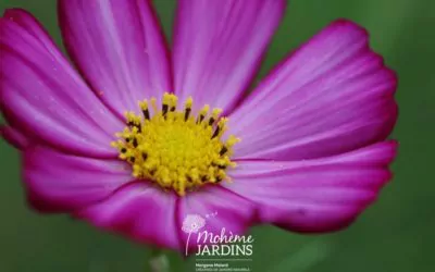 Un jardin d’eau et un jardin de vivaces