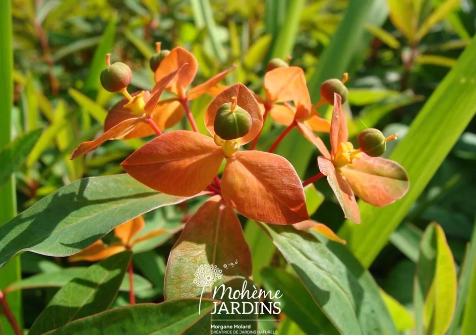 Un jardin à la française ou à l’anglaise ?