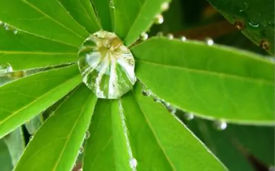 Un grand jardin naturel en ville