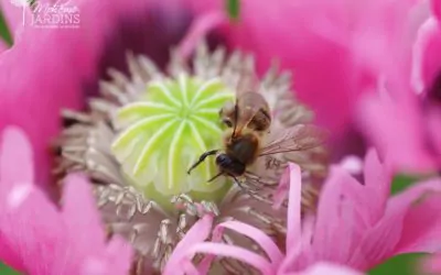 La nature entre dans un grand jardin résidentiel