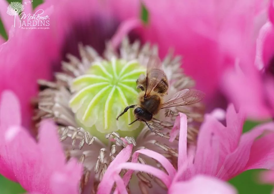 La nature entre dans un grand jardin résidentiel