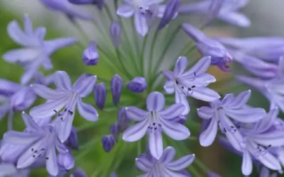 Un jardin en bords de Rance