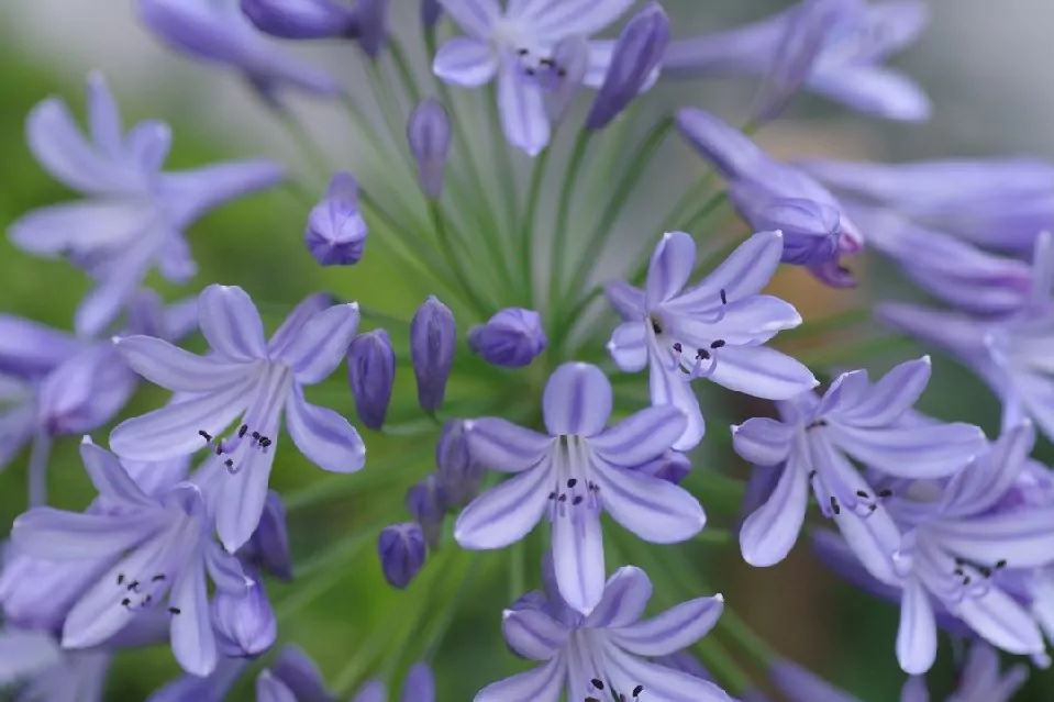 Un jardin en bords de Rance