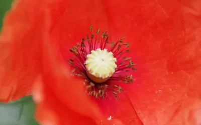 Un jardin à la campagne