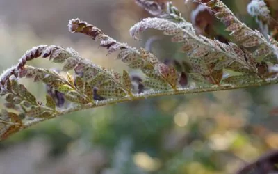 Un beau jardin naturel en hiver