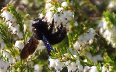 Des massifs de Rosiers sans entretien