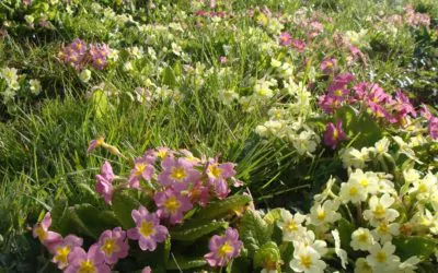 Un long jardin rennais et son allée sinueuse et fleurie