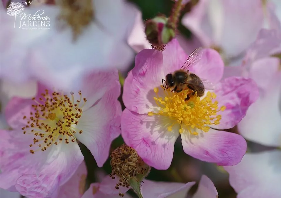 Fleurissement d’un jardin à Pleurtuit