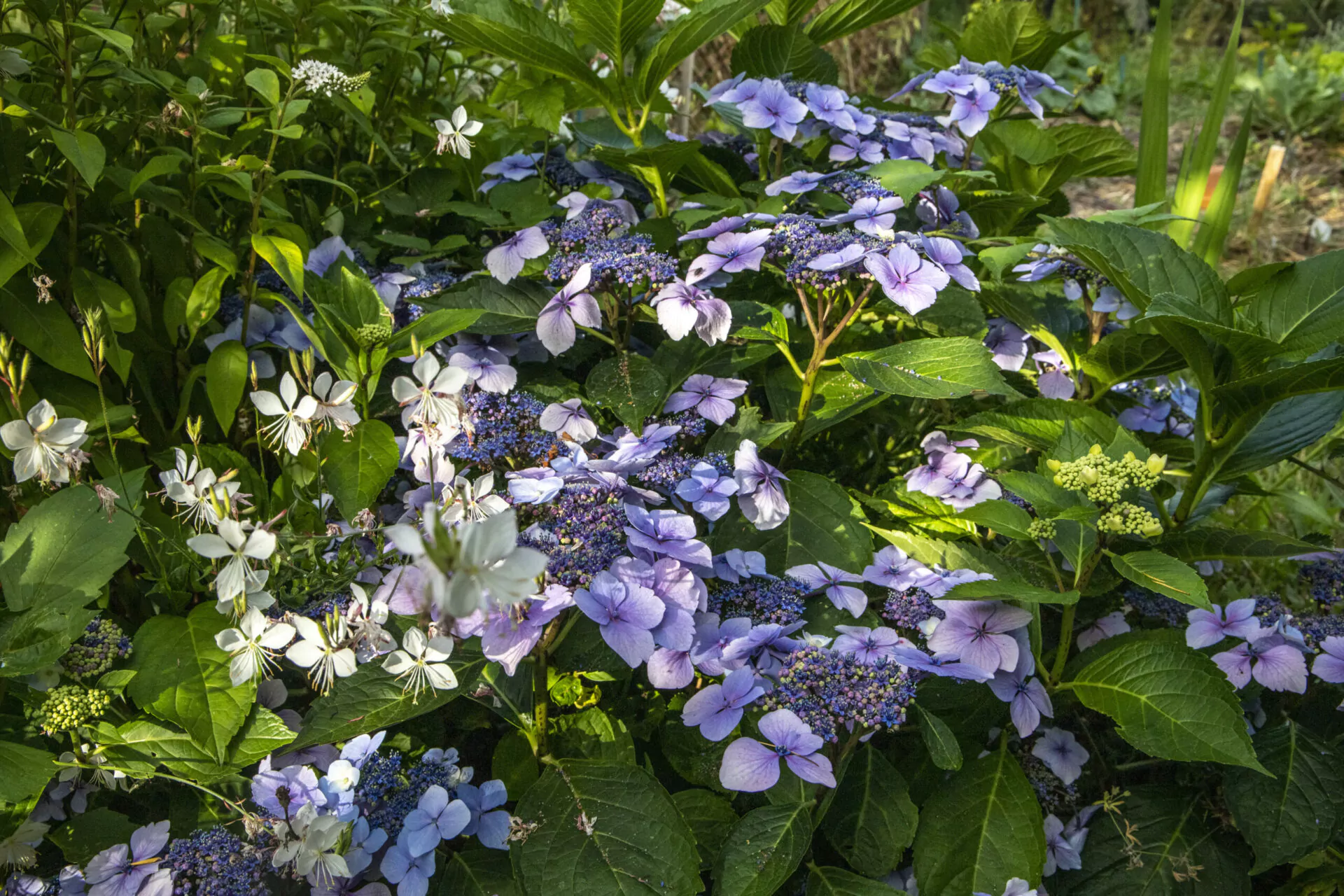 Les Hortensias