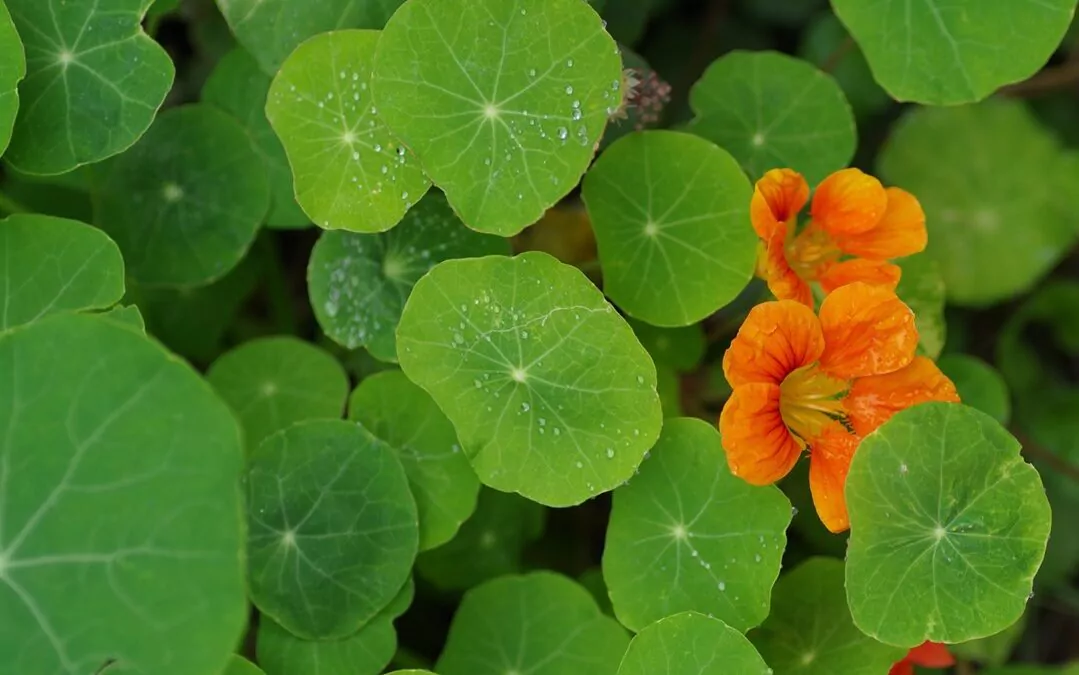 Un jardin résidentiel gourmand et fleuri