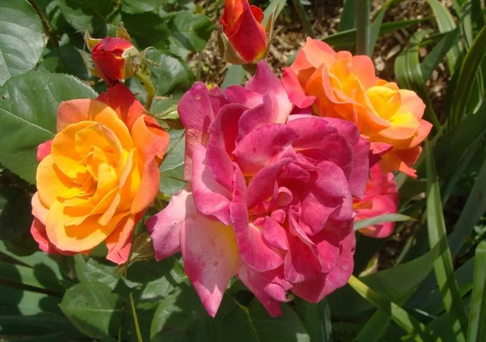 Un jardin hommage, fleuri et sans entretien