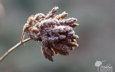 Un jardin de campagne comestible et fleuri