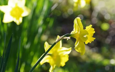 Un jardin plus harmonieux