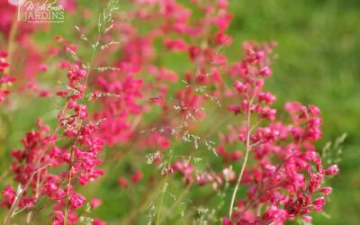 Un jardin enrichi d’une véranda