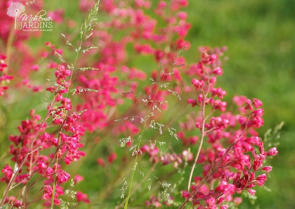 Un jardin enrichi d’une véranda