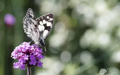 Un jardin naturel à la campagne